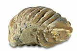 Partial Woolly Mammoth Molar - North Sea Deposits #295862-8